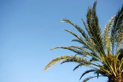 Date palm Stock Photos