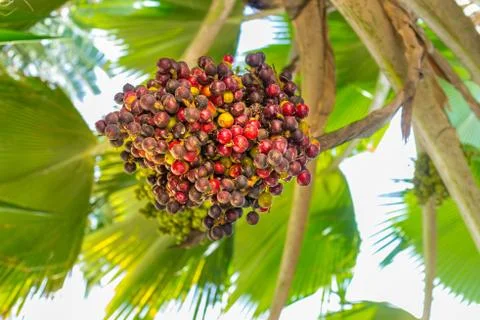 Date palm 스톡 사진