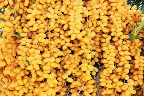 Date palm Stock Photos