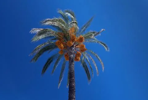 Date palm Stock Photos