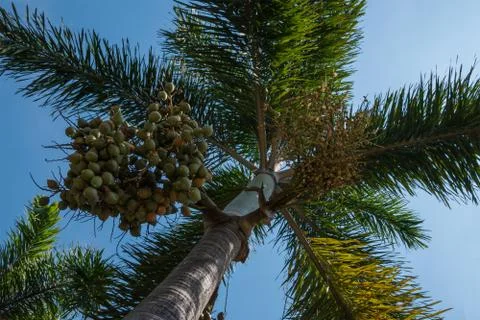 Date Palm Stock Photos