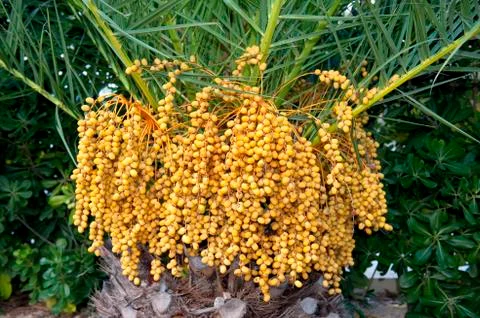 Date palm Stock Photos