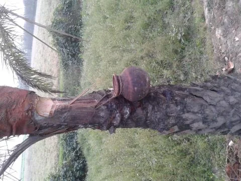 Date palm Foto stock