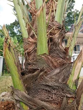 Date palm Stock Photos