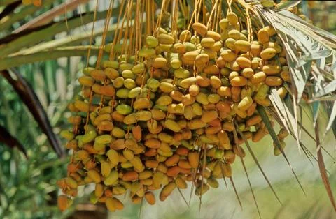 Date palm Stock Photos