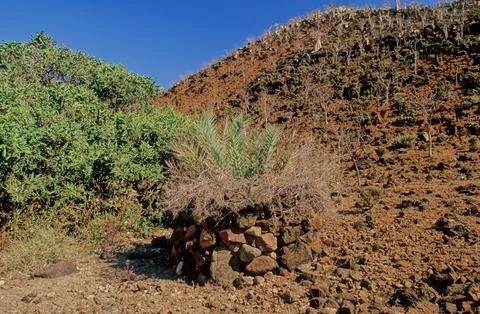 Date palm Stock Photos