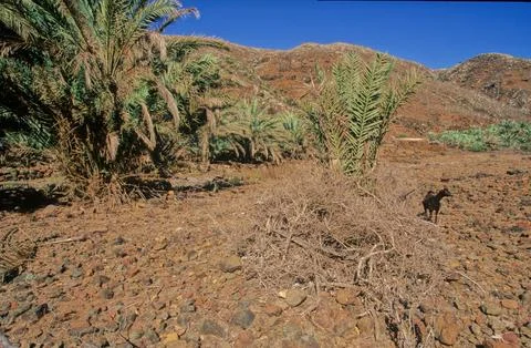 Date palm Stock Photos