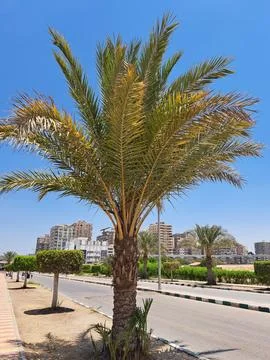 Date palm Stock Photos