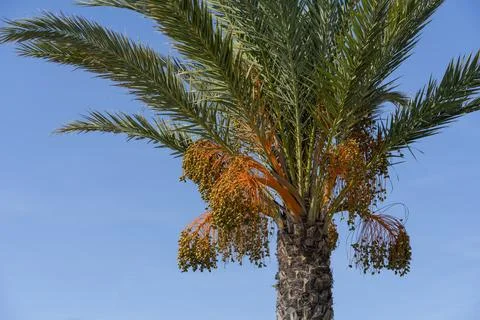 Date palm Stock Photos