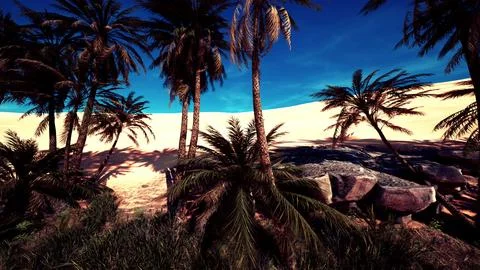 Date palm plantation at sunset Stock Illustration