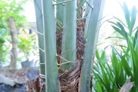 Date palm plants closeup Stock Photos