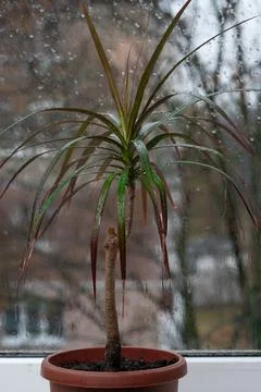 A date palm in a pot on the window. vertical Stock Photos