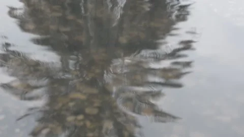 Date palm reflection in a puddle Video stock 147948256