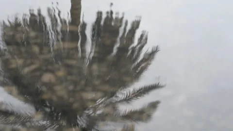 Date palm reflection in a puddle Stockbeeldmateriaal 147948258