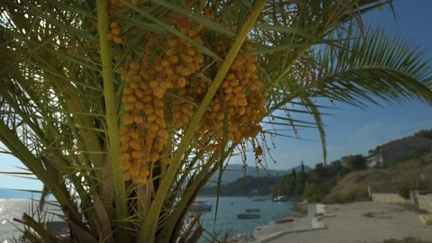 Date Palm with Ripe Yellow Dates Overlooking a Mediterranean Coastline Stock Footage 340299106