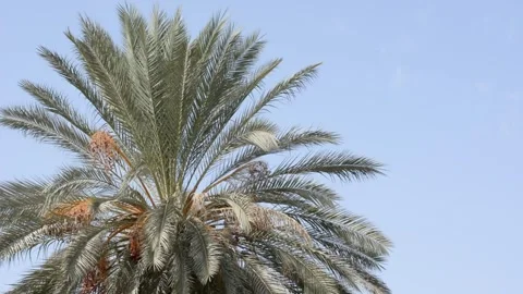 Date palm in sunset sun with storm clouds Stock Footage 164114943