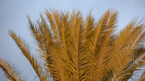 Date palm in sunset sun with storm clouds Stock Footage 167713848