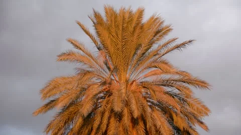 Date palm in sunset sun with storm clouds Stock Footage 167713851