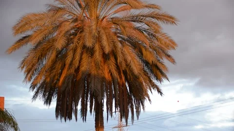 Date palm in sunset sun with storm clouds Видео 167713858