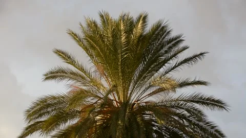 Date palm in sunset sun with storm clouds Stock Footage 167713859