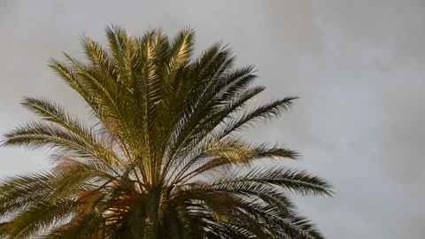 Date palm in sunset sun with storm clouds Stock Footage 167713861
