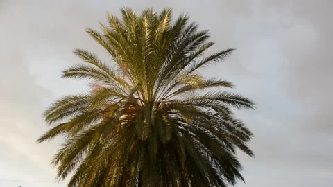Date palm in sunset sun with storm clouds Stock Footage 167713862