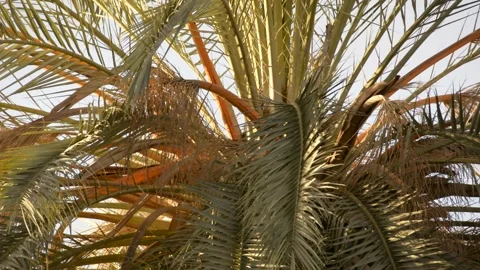 Date palm in sunset sun with storm clouds Stock Footage 167713863