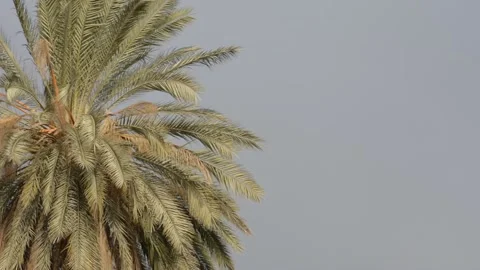 Date palm in sunset sun with storm clouds Stock Footage 169742187