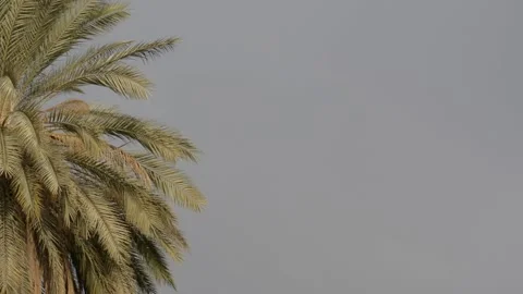 Date palm in sunset sun with storm clouds Stock Footage 169742198