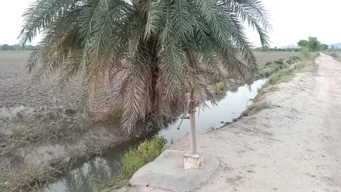 Date palm tree and water hand pump by a rural irrigation canal (2) Stock Footage 337755952