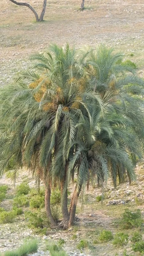 Date Palm Tree In Arid Landscape - 4k Vertical Footage Stock Footage 340427320