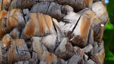 Date Palm Tree Bark on Trunk. Close Up Shot of Rough Natural Texture and Pattern 스톡 동영상 124463176