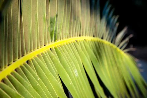 Date palm tree branch Stock Photos