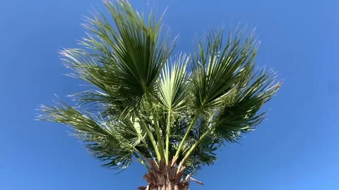 Date Palm Tree Branches Moving in The Wind, Leaf Palm Tree On Blue Sky 4K Video Stock Footage 166378330