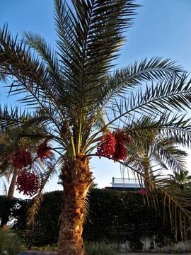 Date palm tree with bunches of ripe red date fruits and branchy branches Stock Photos
