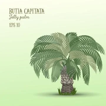Date palm tree, Butia capitata. Stock Illustration