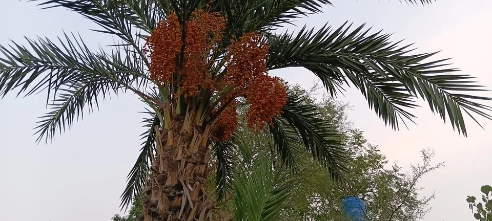 Date palm tree with clusters of ripe orange dates. Green fronds and texture.. Stock Photos