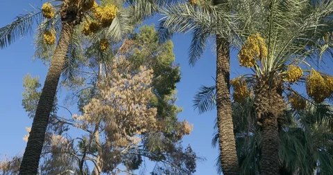 Date Palm Tree - Date Fruit Stock Footage 96137770