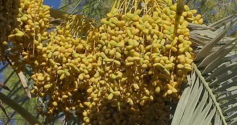 Date Palm Tree - Date Fruit Stock Footage 96188589