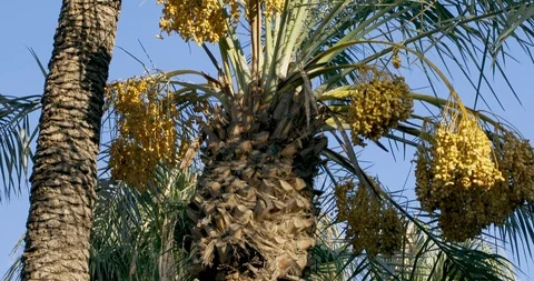 Date Palm Tree - Date Fruit Stock Footage 96188751