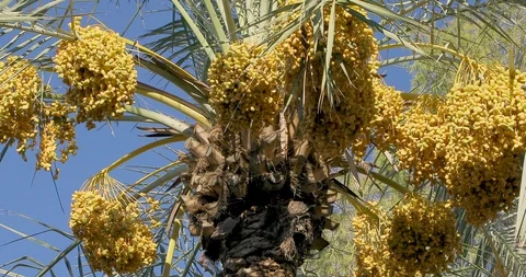 Date Palm Tree - Date Fruit Stock Footage 96188813