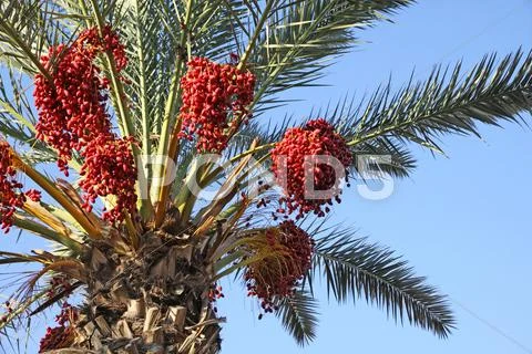 Date Palm Tree With Dates