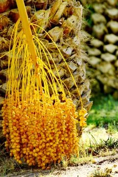 Date palm tree with dates Stock Photos