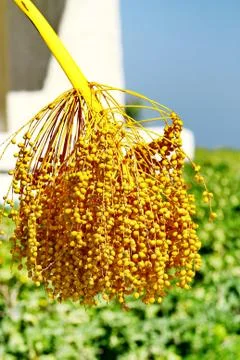Date palm tree with dates Stock Photos