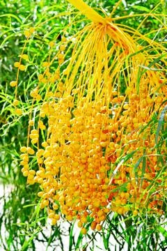 Date palm tree with dates Stock Photos