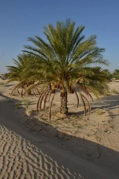 Date Palm Tree in Desert Oasis with Sand Dunes Фото