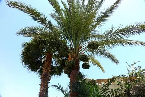 Date Palm Tree Displaying Vibrant Leaves and Fruit Clusters Under Clear Blu.. Stock Photos