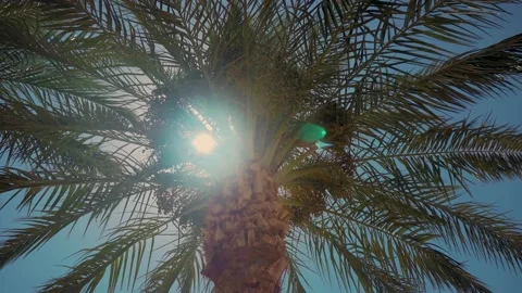 Date palm tree with flares and rays of sun and green long leaves on branches Stock Footage 157144404
