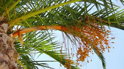 Date palm tree Stock Footage 11711383