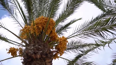 Date Palm Tree Stock Footage 161107463